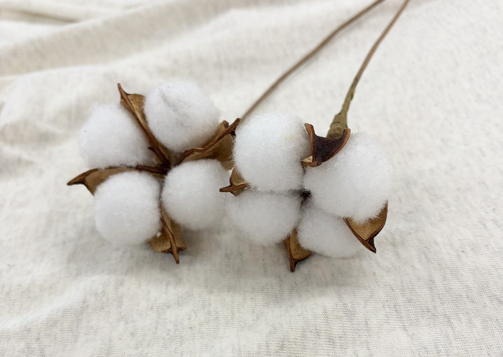 オーガニックコットン